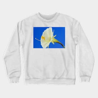 Narcissus romieuxii  &#39;Treble Chance&#39;  Hoop petticoat daffodil  Division 10  Bulbocodium Crewneck Sweatshirt